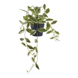 House Nordic - Hoya Carnosa - Kunstpflanze, grün H:33 cm